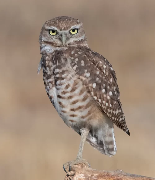 Fauna